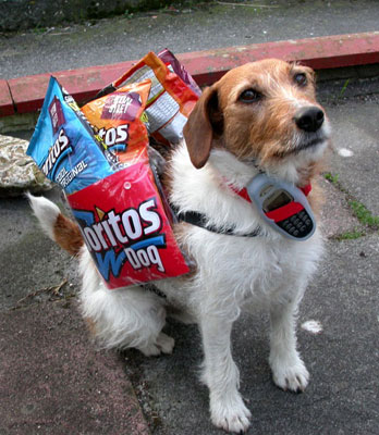 Doritos Dog waits for the call