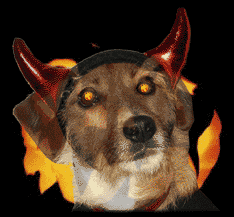 Devil Jack dog