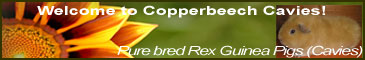 Copperbeech Cavies - Small hobby breeder of Pure bred Rex Guinea Pigs (Cavies) Goonhavern, Truro, Cornwall UK