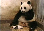 Click the baby panda